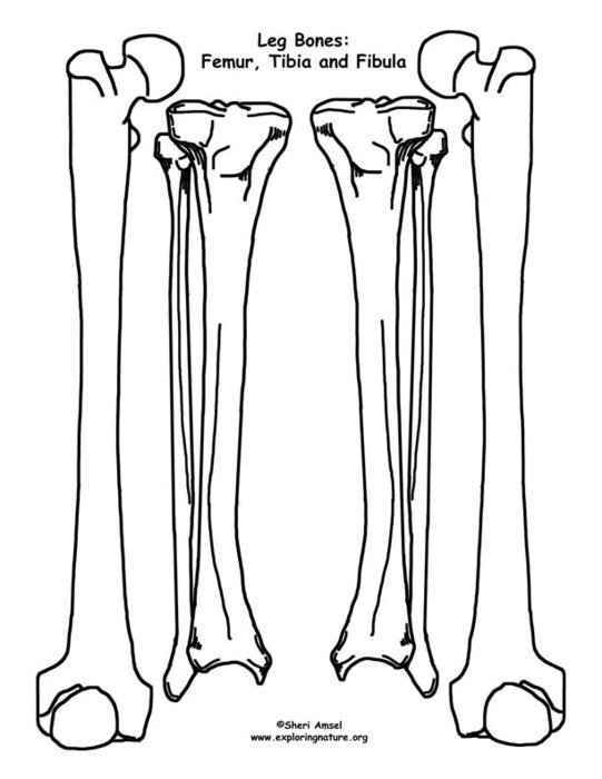 Human Body Skeleton Bones Template Printable