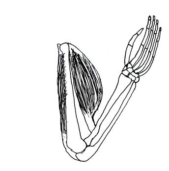 Fish Skeleton Clip Art N17