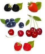 Free Vector Fruits And Vegetables