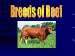 Beef Breeds drawing