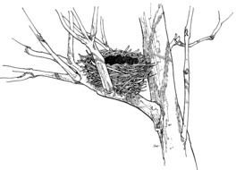 black and white picture of a nest on a tree