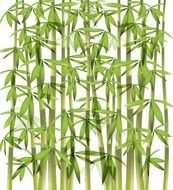 Bamboo Vector drawing