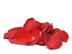 red flower petals on a white background