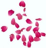 Pink Rose Petals Falling drawing