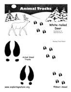 Deer Track Tattoos N2
