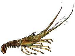 Florida Spiny Lobster