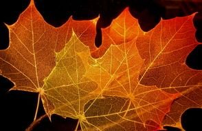 Colorful maple leaves clipart