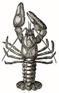 Vintage Lobster drawing
