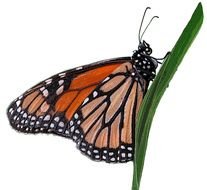 Monarch Butterfly Clip Art N28