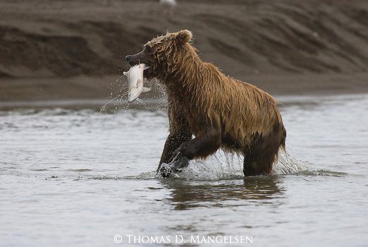 Brown Bear Fishing