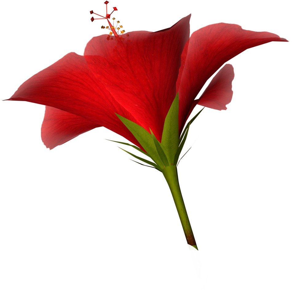 beautiful red flower as a picture for clipart