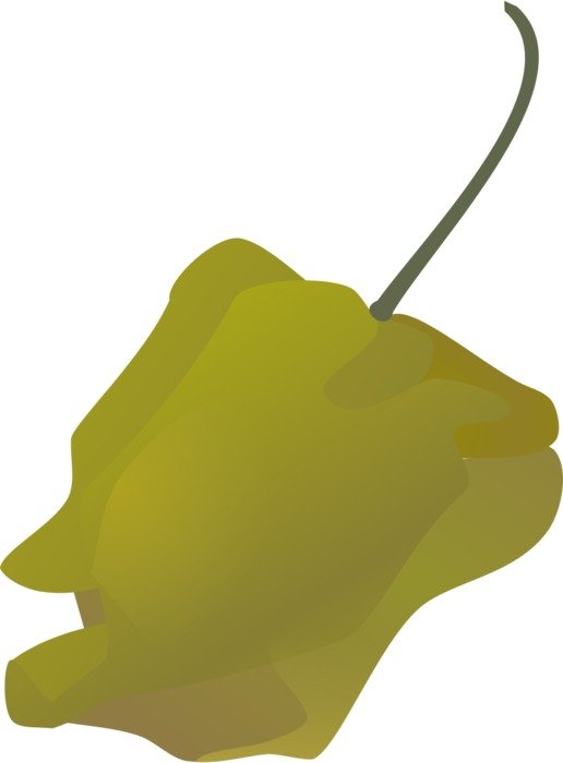 green pepper sketch