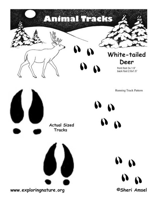 Deer Track Tattoos N2