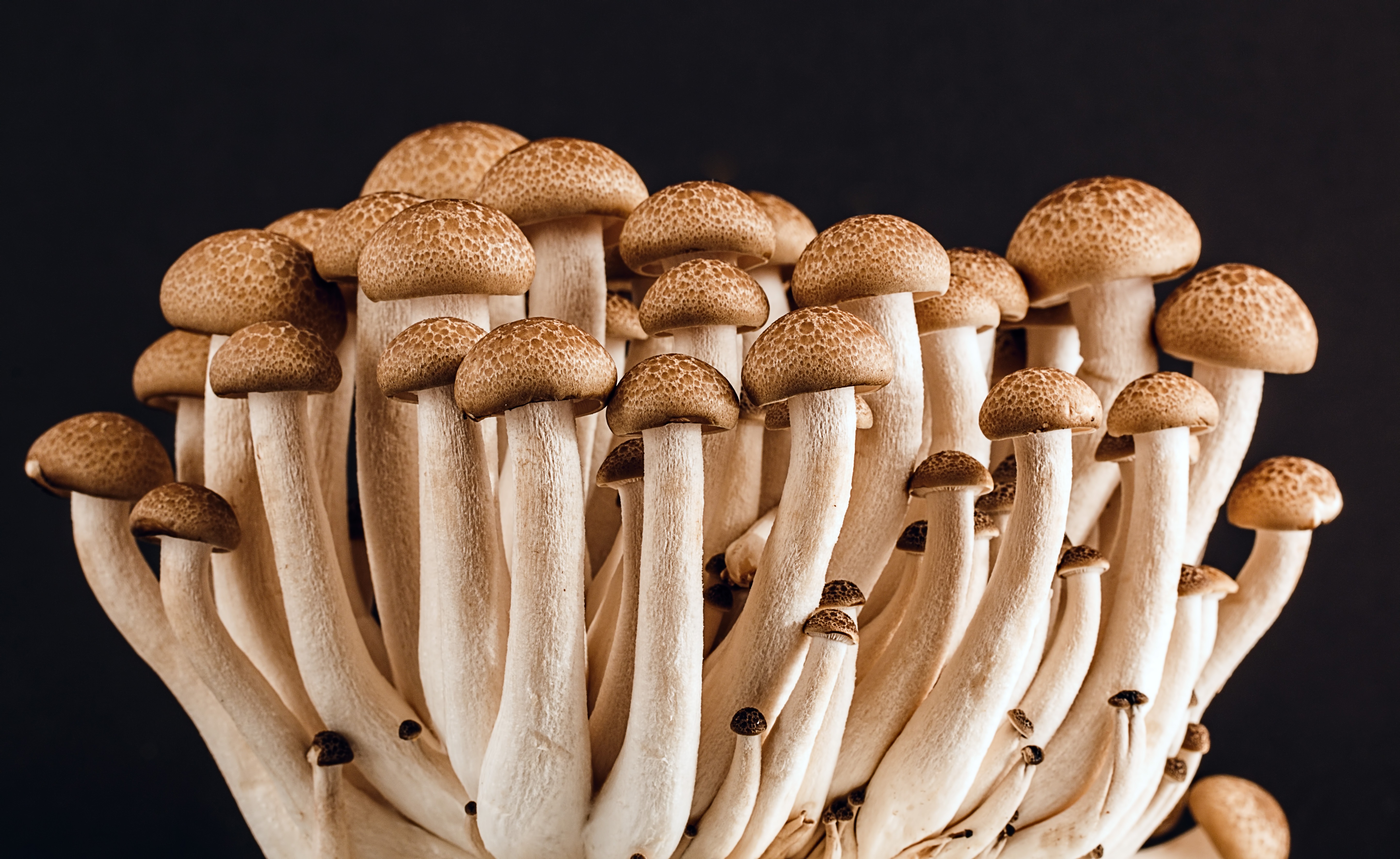 Wood mushroom free image