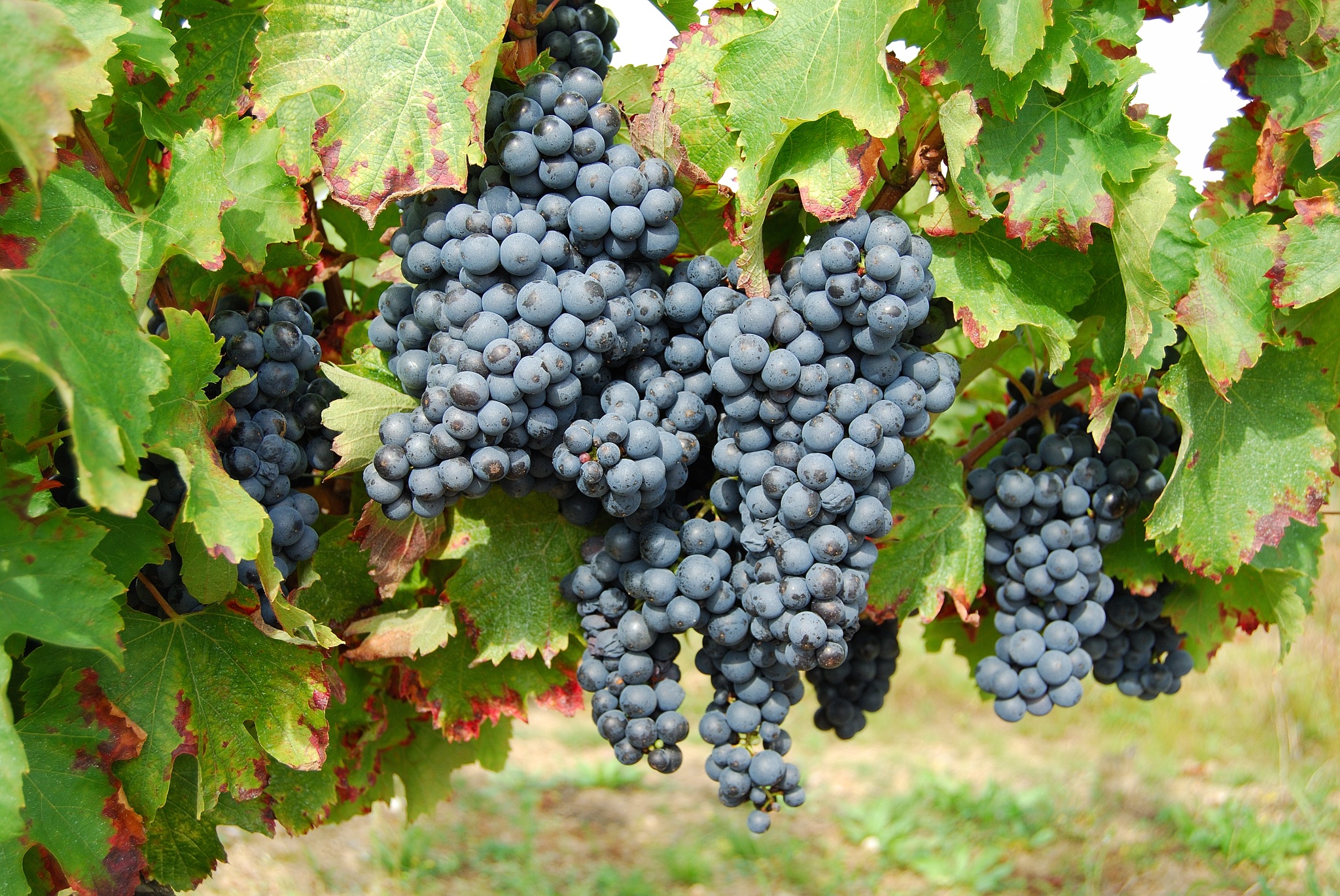 Grapes france free image download