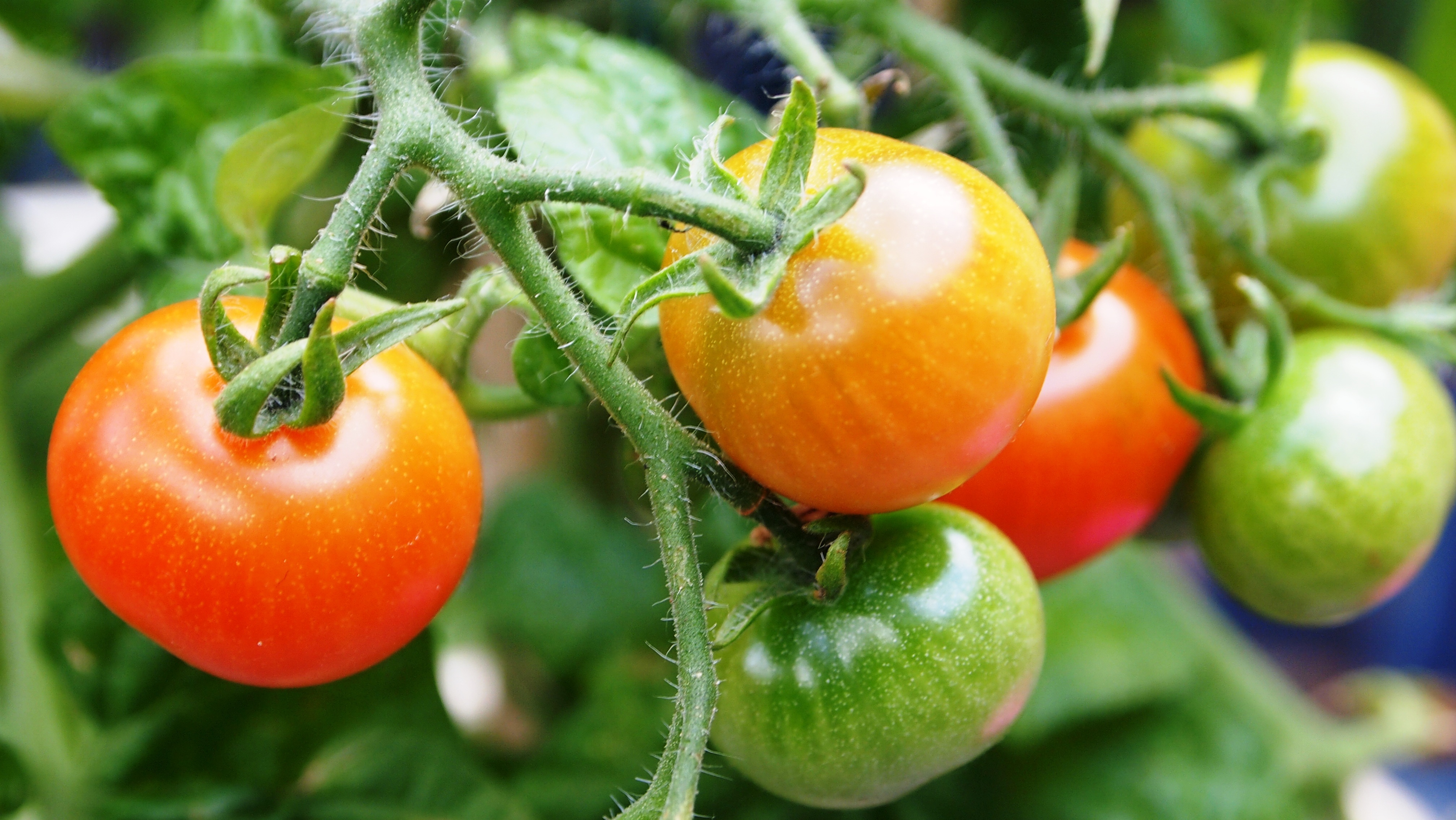 Ripe and not ripe tomatoes on a bush free image download