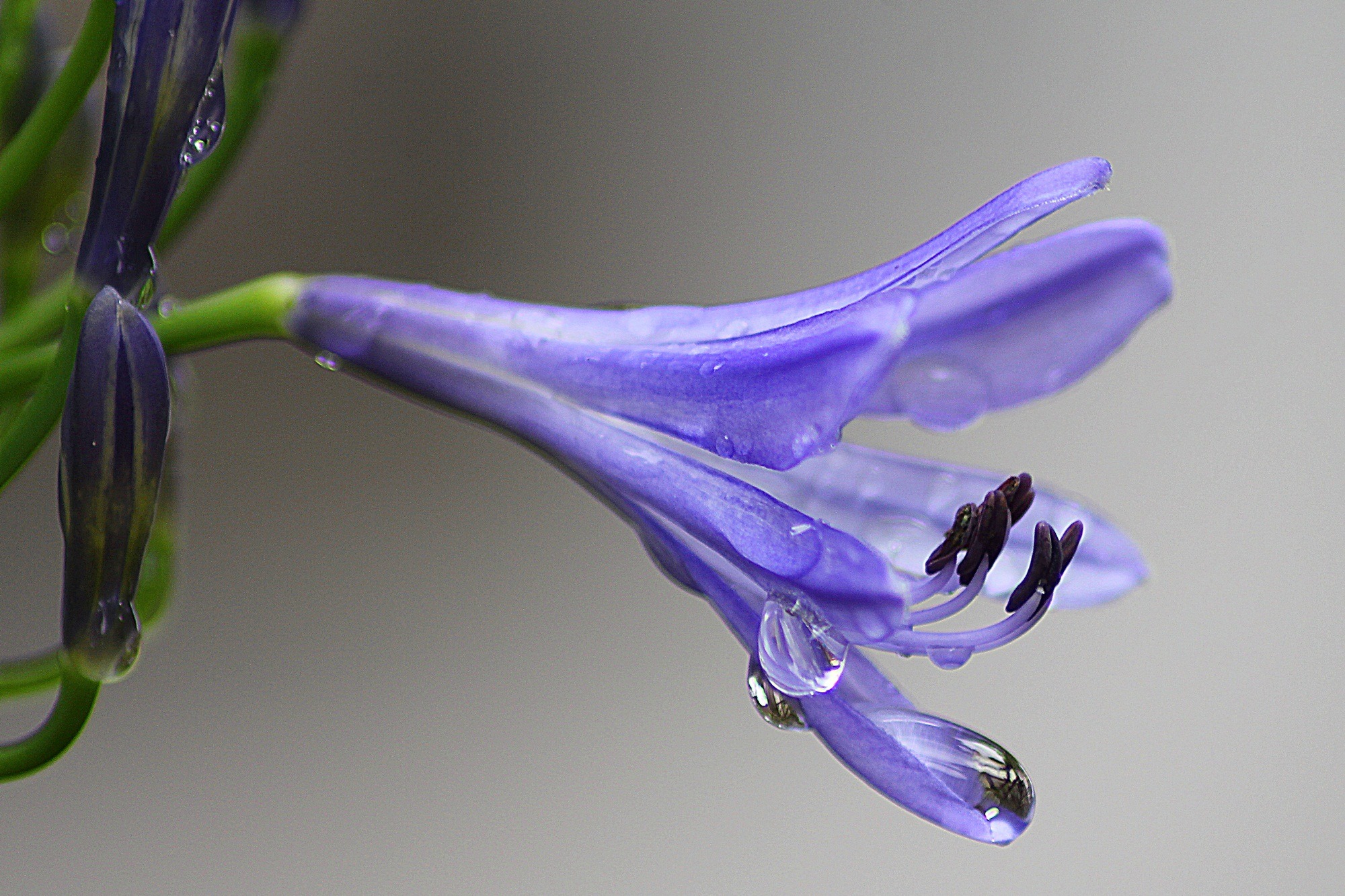 Agapanthus purple blossom free image download