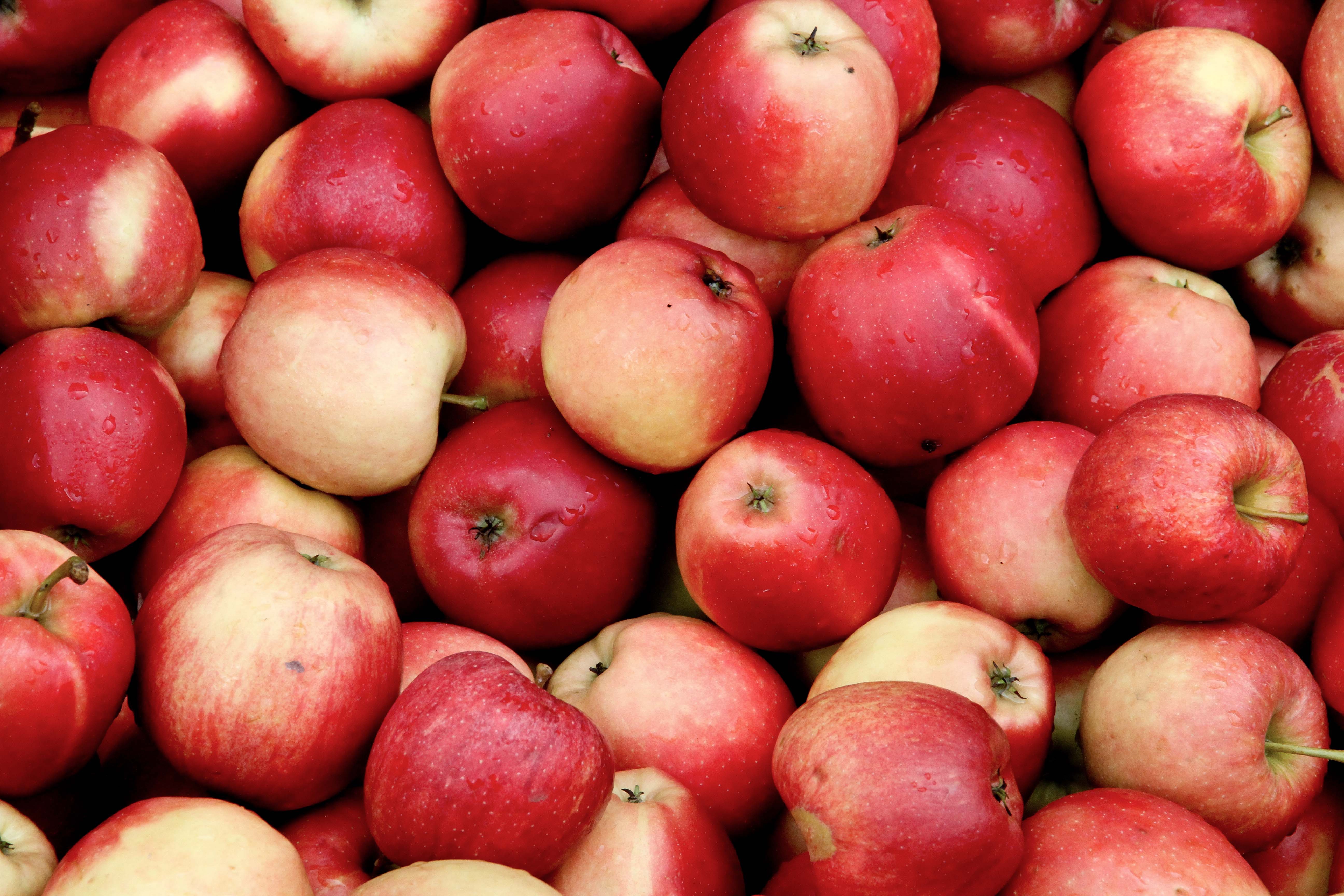 Самые популярные яблоки. Ред Делишес. Яблоки Фуджи. Red delicious яблоки. Яблоко крупно.