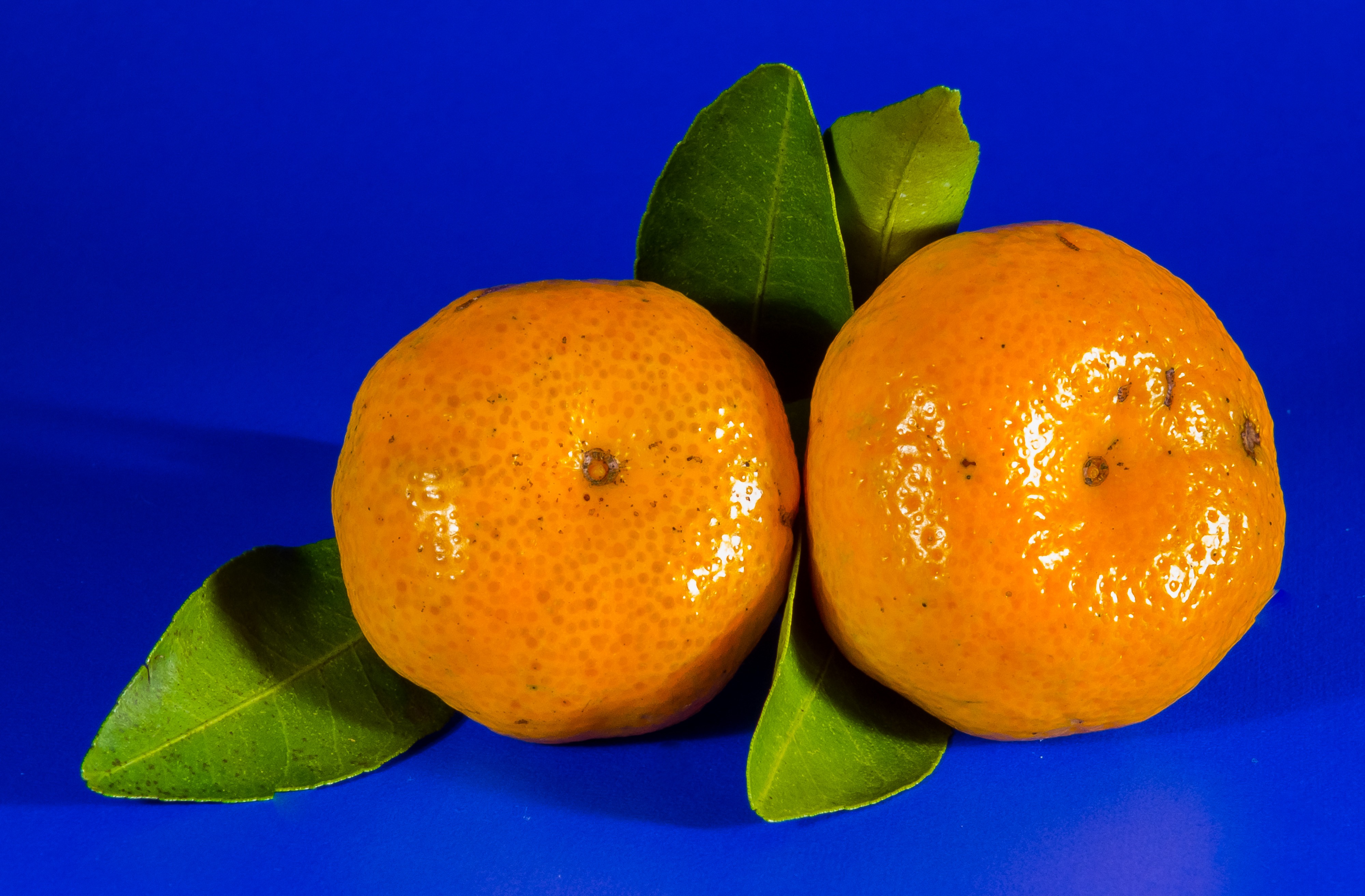 mandarin fruit in english