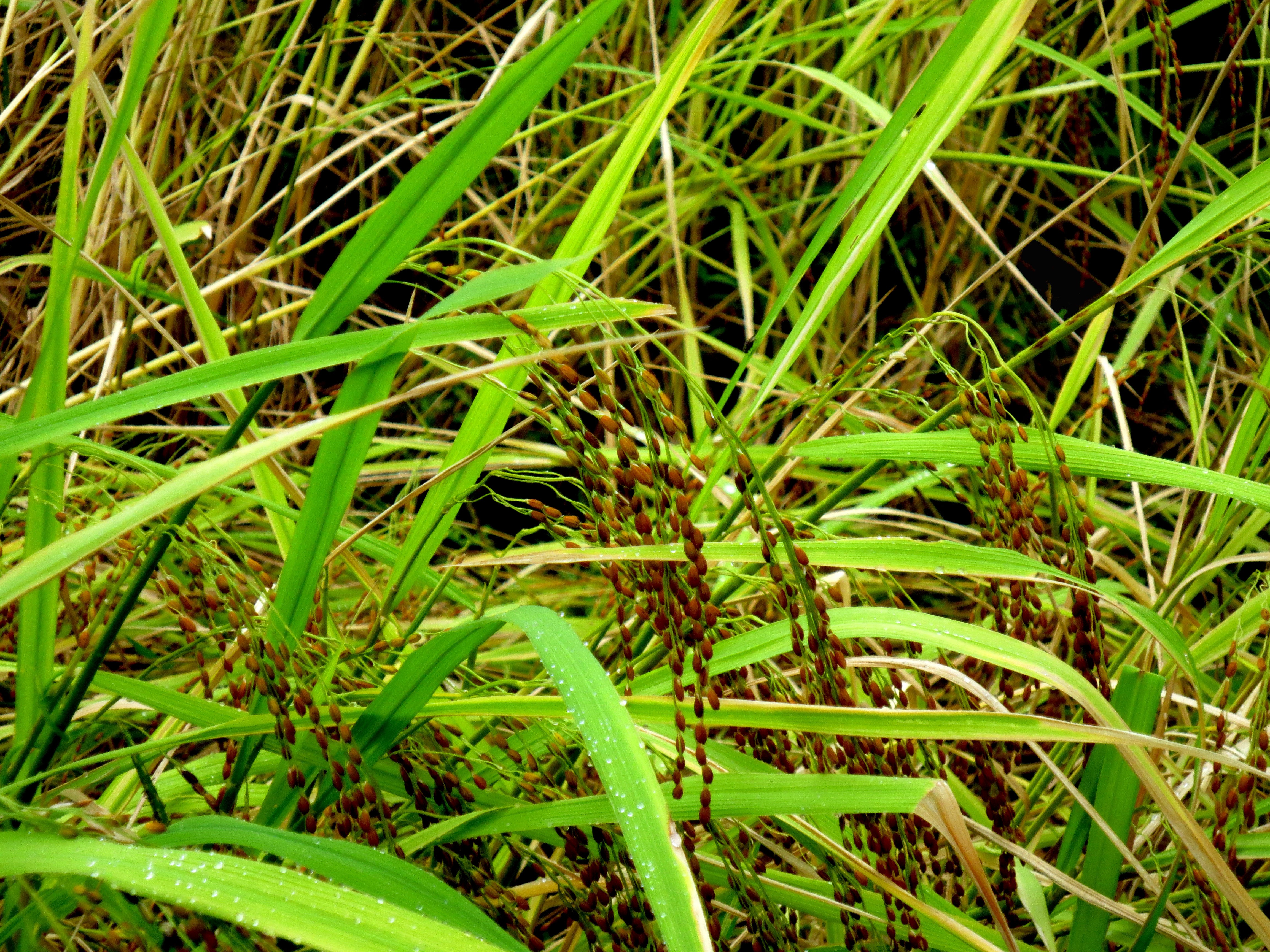 листья риса фото