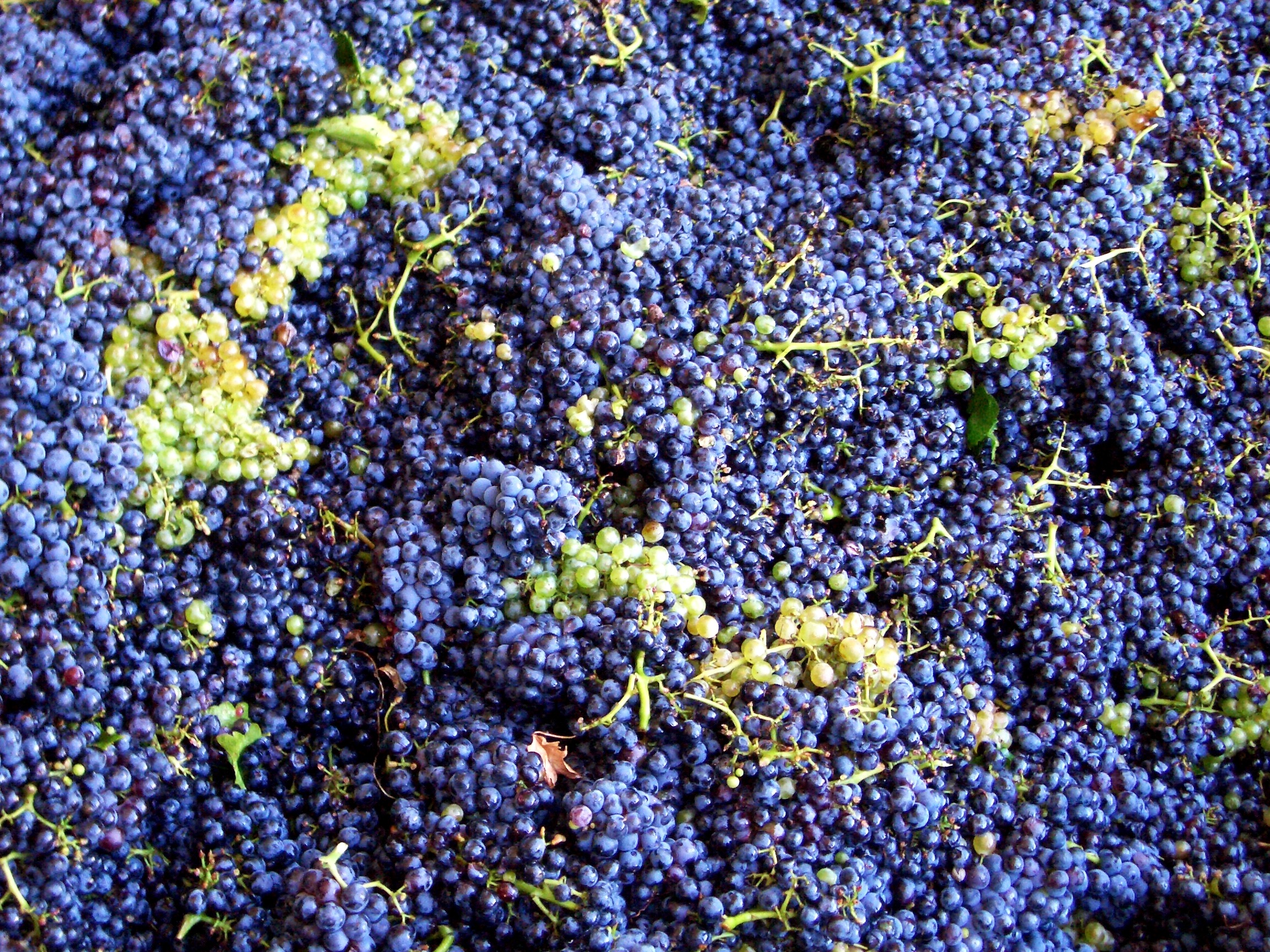 Harvest of a grape free image download