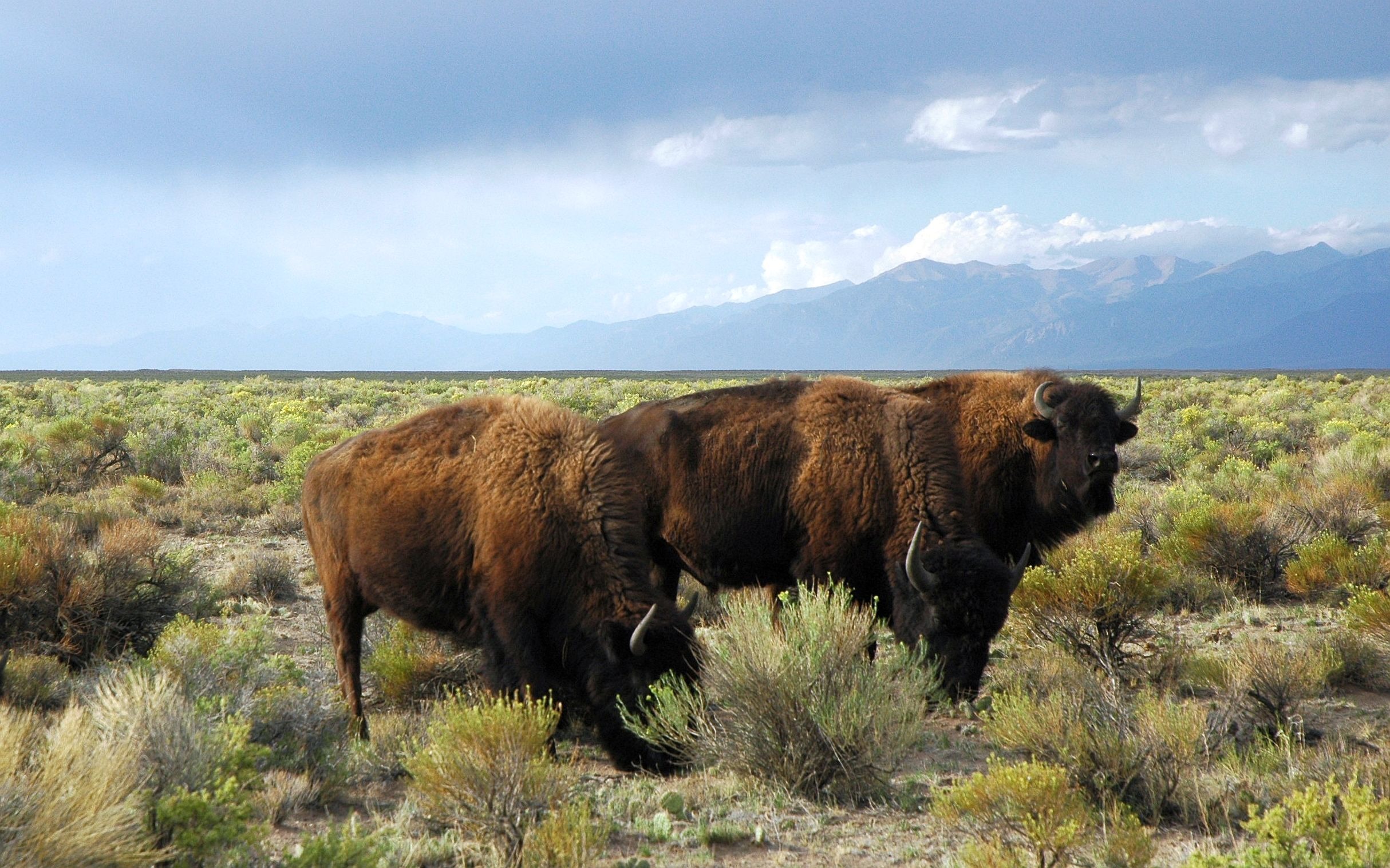 Buffalo wild animals free image download