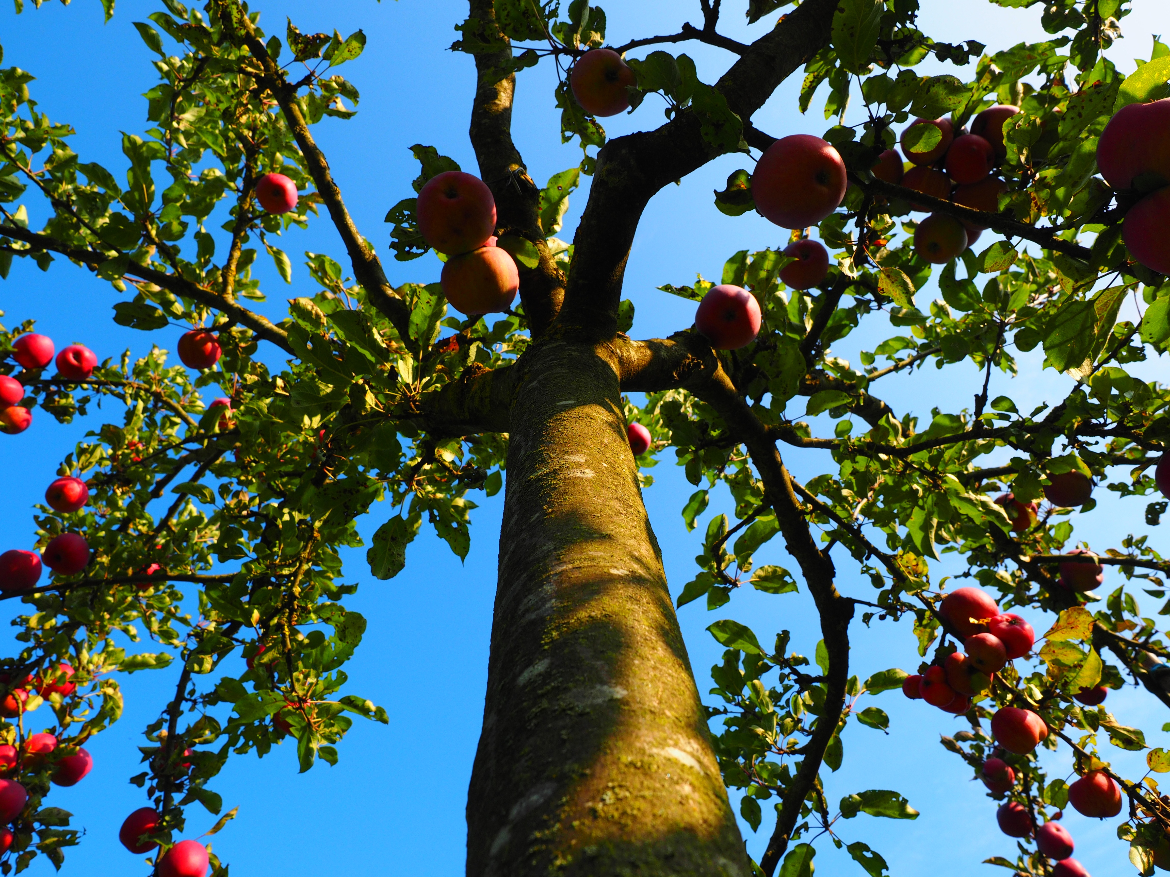Яблоня плодовая дерево