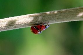 mating ladybugs, macro