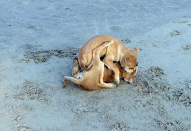 puppys playing on the beach sand