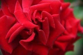 petals of red rose close up