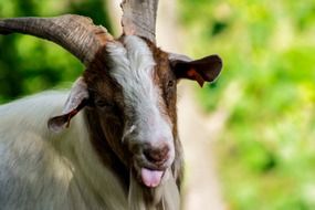 portrait of a goat with horns among nature