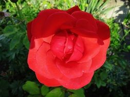 Closeup photo of Red rose bloom