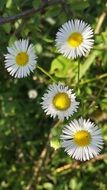 white daisies at spring