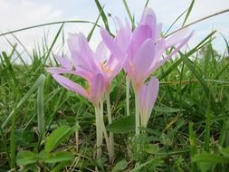 colchicum autumnale, purple flowers in wild