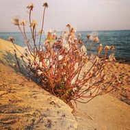 dry plant on the coast