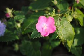 flower pink macro foto