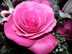 Beautiful pink rose in the garden