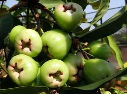 royal apple in India