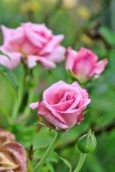 beautiful pink roses