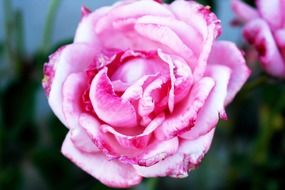 pink rose