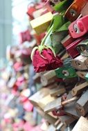 faded padlocks and rose