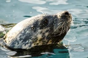 sweet wild seal