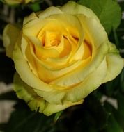 beautiful yellow rose in a greenhouse in the garden