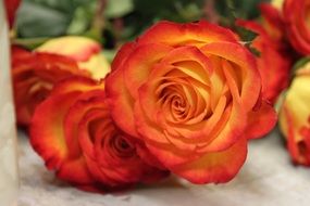 orange roses on the table