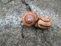 two snails with brown shells on ground