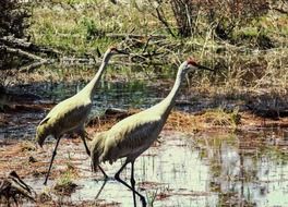 two red herons among the swamps
