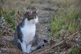 White grey cat sitting in grass