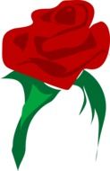 Picture of red rose