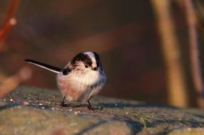 small bird, long-tailed tit