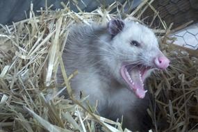 possum in dry grass